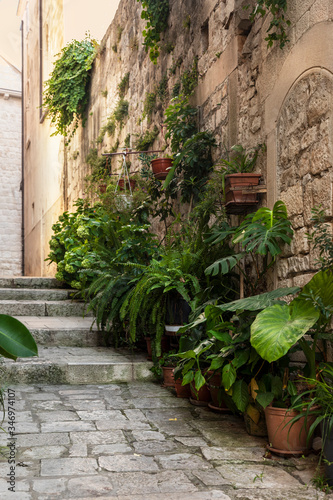 Fototapeta Naklejka Na Ścianę i Meble -  Old Mediterranean street with stairs in Korcula town. Rough stone walls and facades and lots of green plants in Dalmatia, Croatia. Historical place creating a picturesque and idyllic scenery