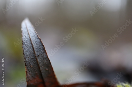 leaf in macro in the forest