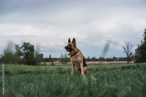 The German shepherd is preparing to jump. Dog at the start. The dog is going to jump. The dog is sitting in a clear green field.