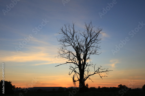 Silhouette alone dead tree againt twilight sky during sunset