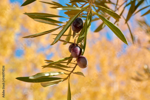 Various olive fruits