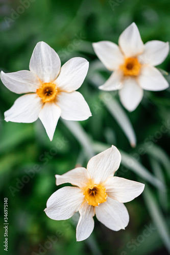 White daffodil flowers on the background of green grass
