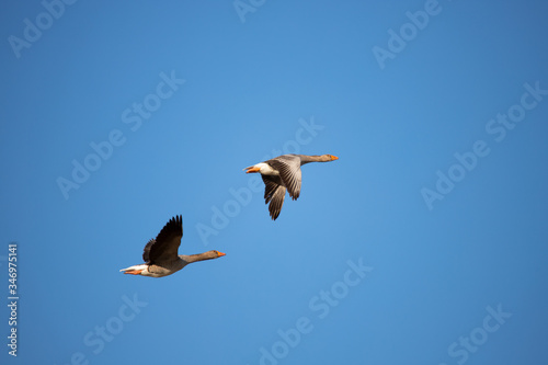 Beautiful flying Greylag goose (Anser Anser)