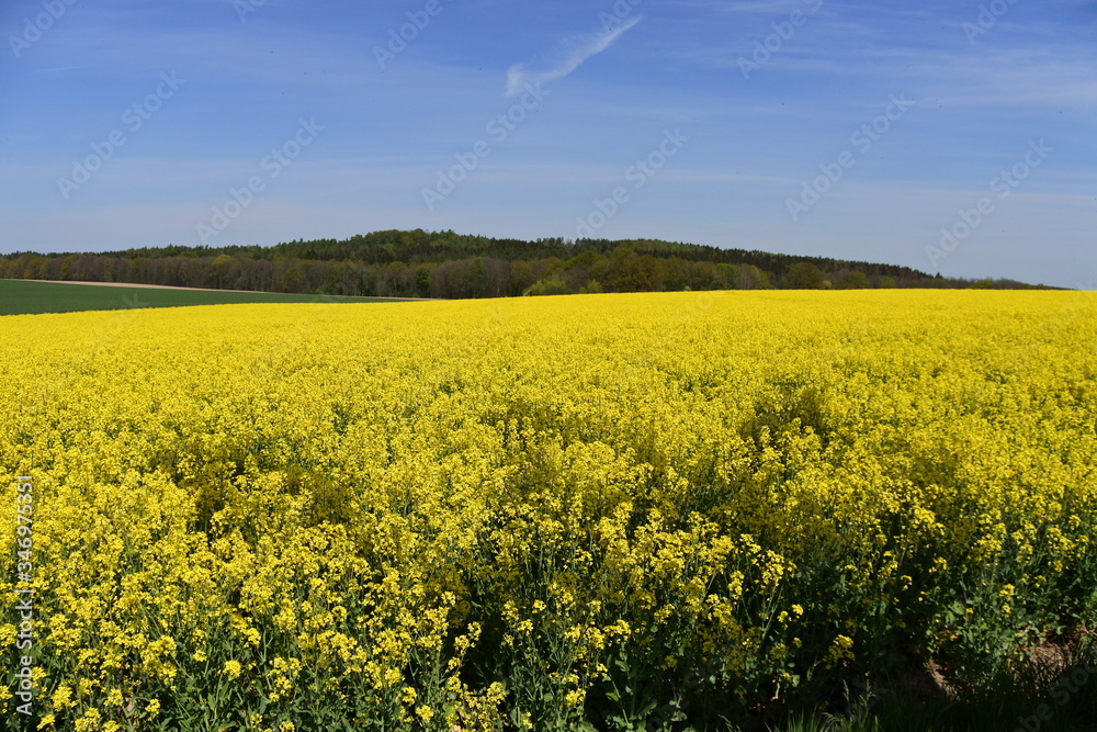 Schöne Landschaft - Rapsfeld - blauer Himmel