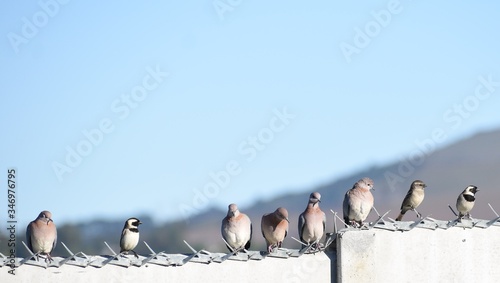 Birds on the wall