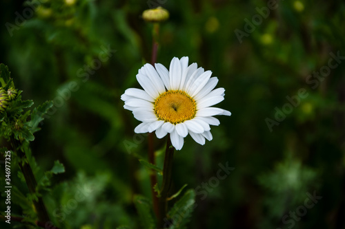 White daisy closeup on dark background