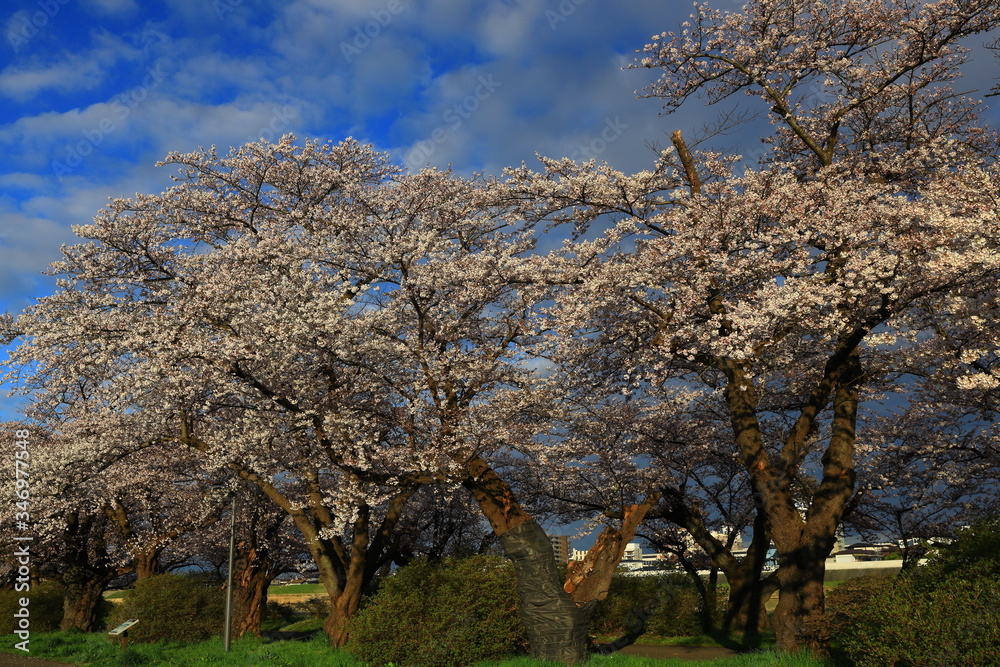 春の展勝地　桜並木