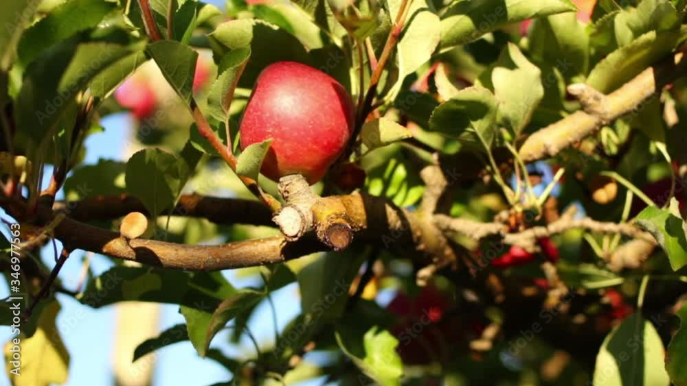juicy red apple being picked by a black african hand juicy red apple being picked by a black african hand