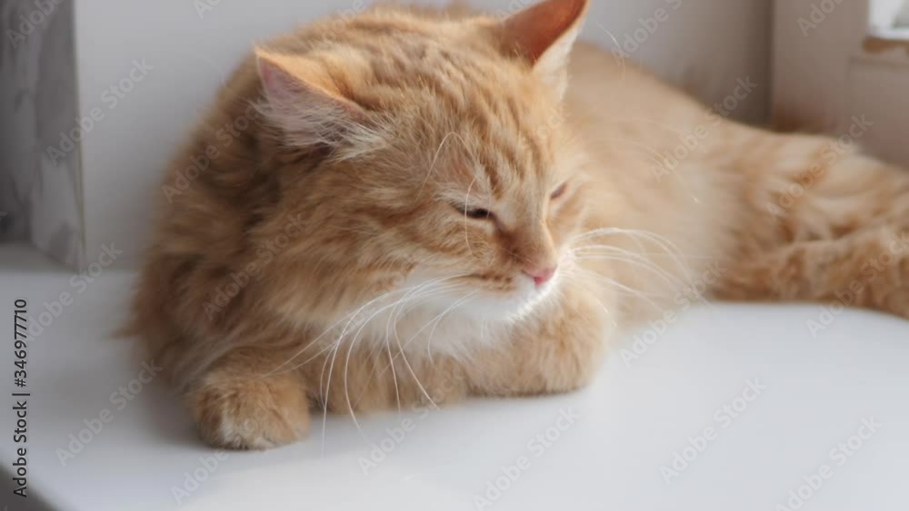 Cute ginger cat lying on window sill. Fluffy pet sits at home in quarantine without walking outside. Slow motion. Cute ginger cat lying on window sill. Fluffy pet sits at home in quarantine without walking outside. Slow motion.
