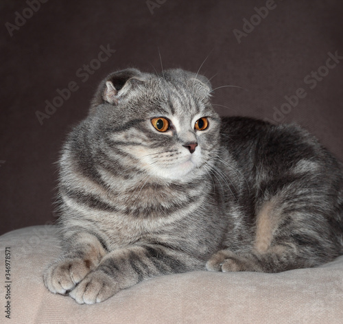 An ash-colored tabby cat. Portrait of a cat with orange eyes. Cat-beauty. Lop-eared blue cat. Portrait of a pet.