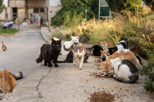 A group of homeless stray cats sitting and waiting outside on the road in downtown Dubrovnik for volunteers to feed them. Surrounded by greenery on a sunny day in summer