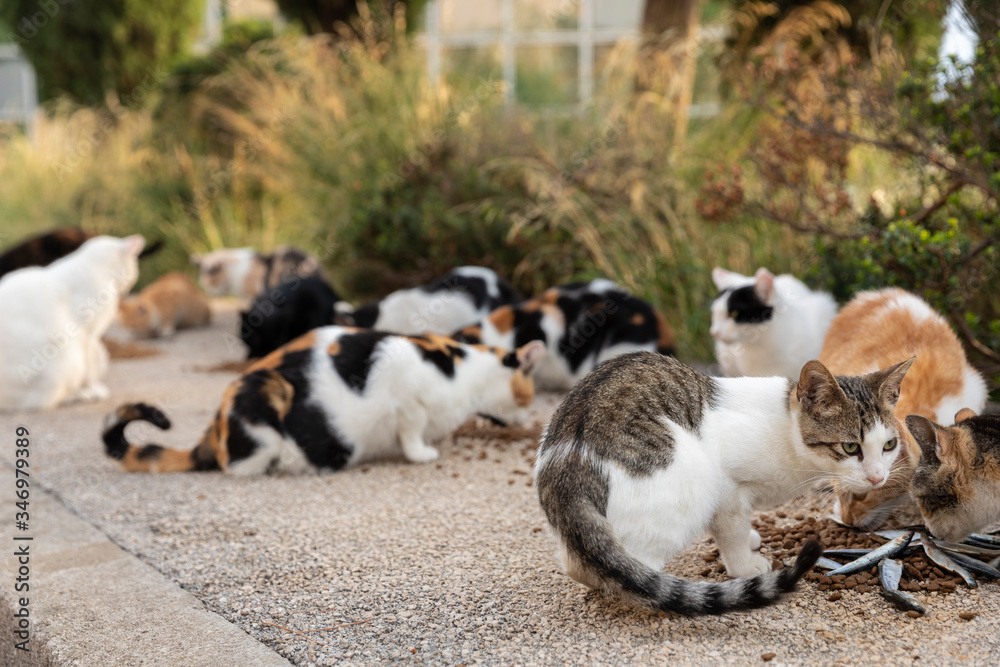 A group of hungry multicoloured homeless stray cats sitting on the sidewalk and given food  by volunteers in downtown Dubrovnik. Surrounded by greenery on a sunny day