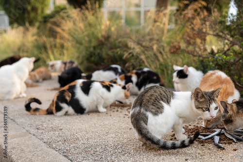 A group of hungry multicoloured homeless stray cats sitting on the sidewalk and given food by volunteers in downtown Dubrovnik. Surrounded by greenery on a sunny day