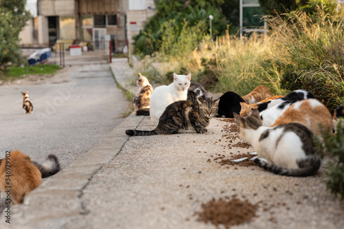 Photography Hungry multicoloured homeless stray cats sitting on the sidewalk eating cat food given food  by volunteers in downtown Dubrovnik, Dalmatia, Croatia