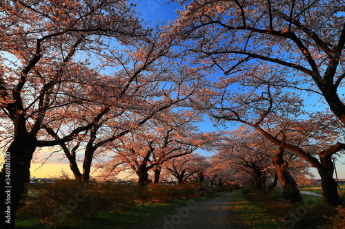 展勝地 夕焼けの桜並木