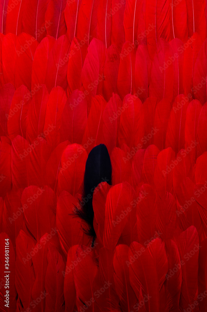 Fototapeta premium Black feather placed amidst heap bright red