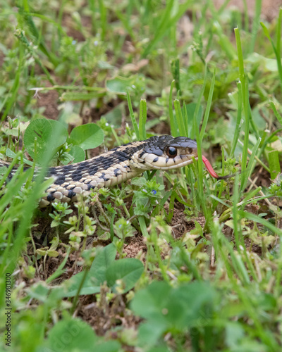 Garter Snake in the Grass