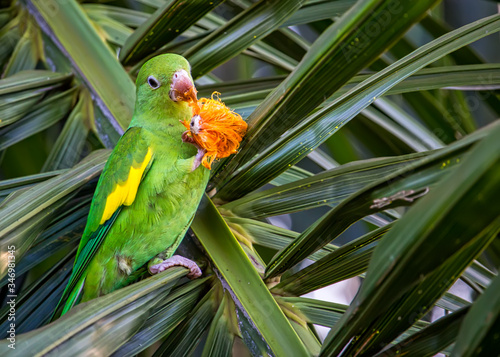 Pionus Maximilian bird, aka Maritaca, eating fruit on a palm tree