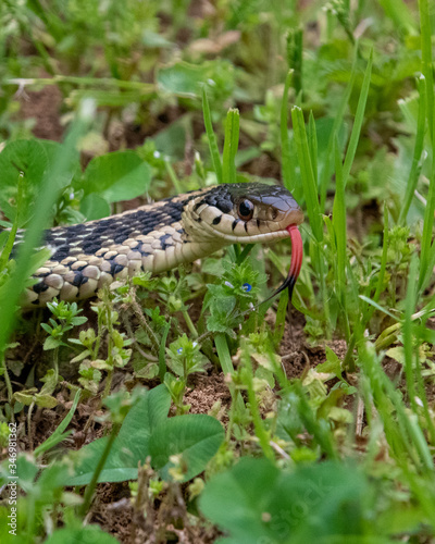 Garter Snake in the Grass