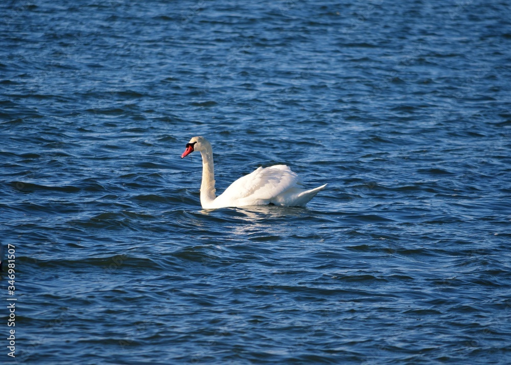 White swans swim in the blue water