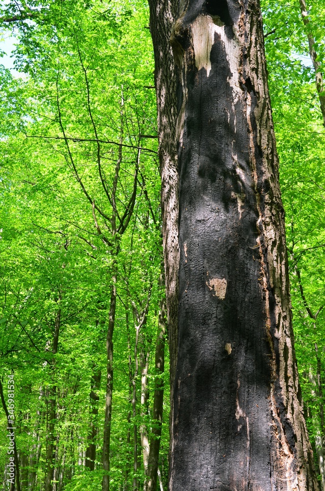 Obraz premium Burnt plot in the spring forest