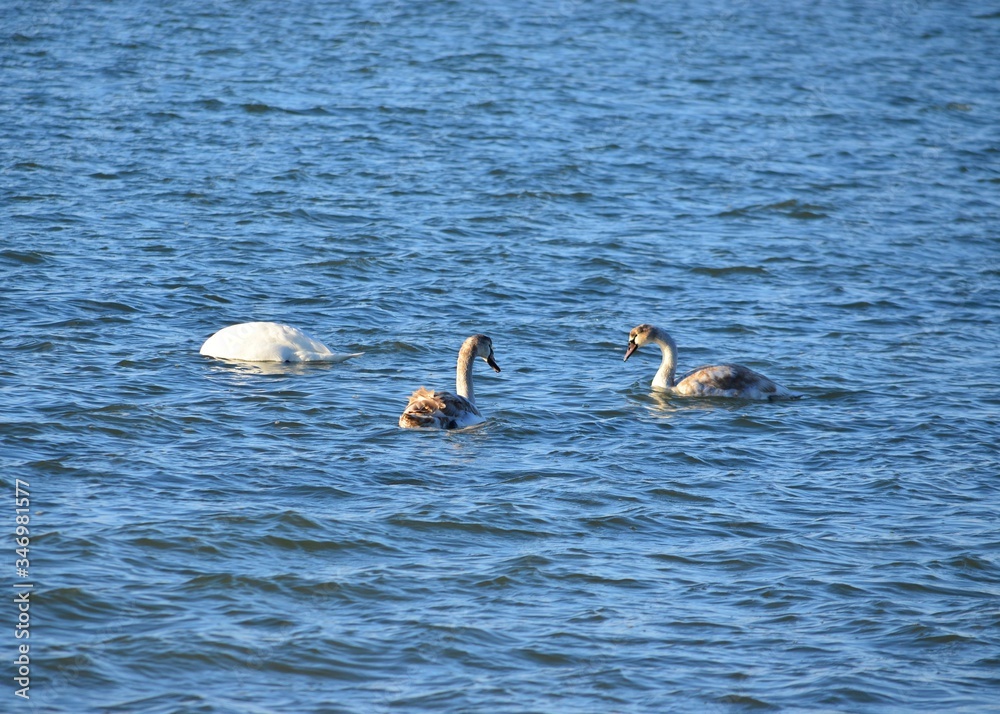 White swans swim in the blue water