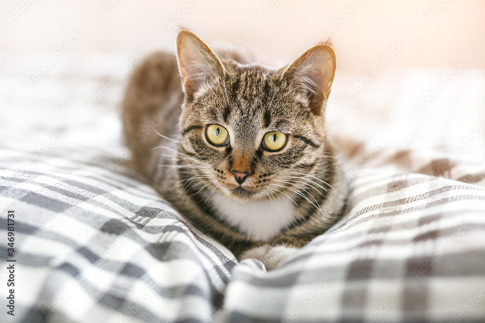 A young cat lies on a plaid and looks at the camera.