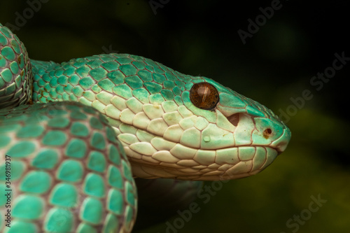 green viper snake 