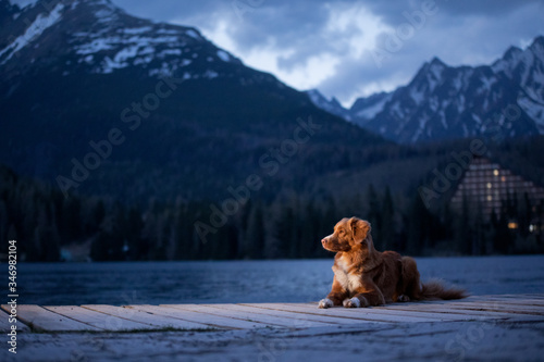 dog on a wooden bridge by the lake on a background of mountains. Evening view. Traveling with pets in nature