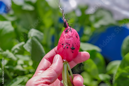  Close up of a human hand holding a homegrown radish (Raphanus sativus) that had just been harvested and removed from a tub of compost in a domestic greenhouse