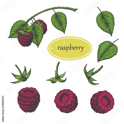 raspberry set berry and leaves. isolated on a white background. jam and packaging. vector sketch graphics color