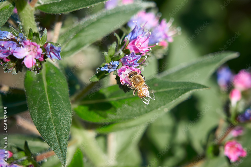 Purple Flowers_Bee_eating Top View Purple Flowers_Bee_eating Top View