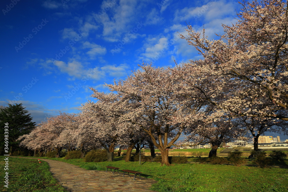 Obraz premium 春の展勝地 桜並木
