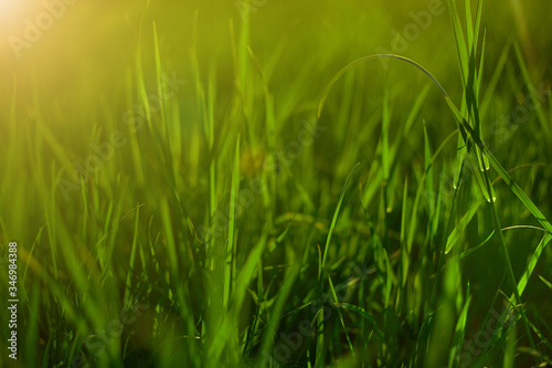 Summer meadow with green grass