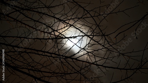 moon and tree