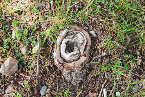Tree stump on the ground, close up © Miroslav Posavec