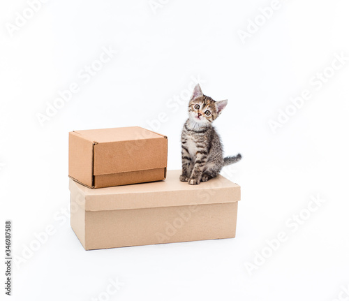 Cute brown striped kitten sits near brown kraft box on white background