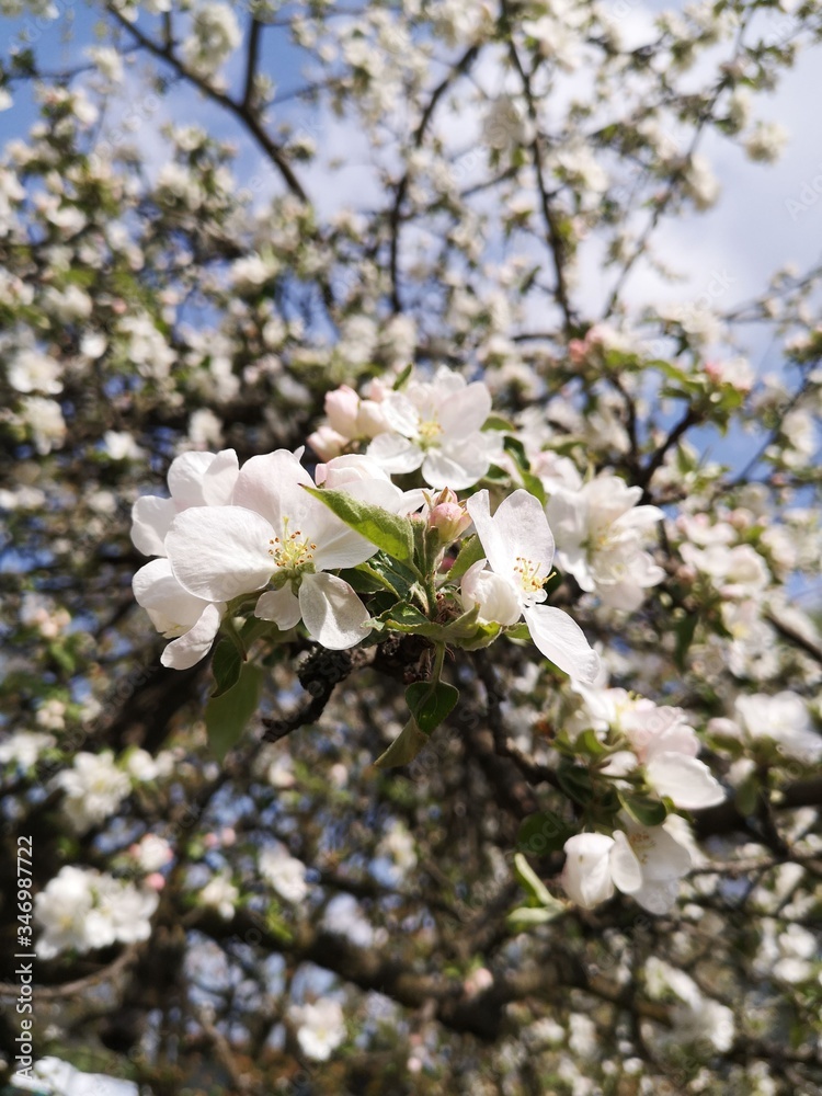 Apple tree blossoms in spring.
