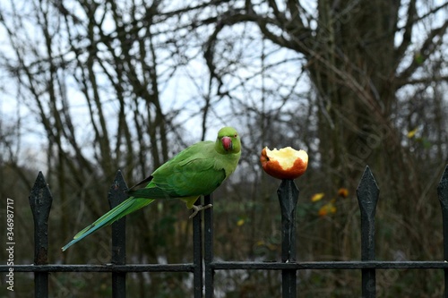 green winged macaw