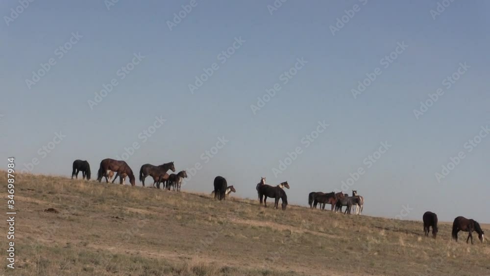 Herd of Wild Horses in Spring in the Utah Desert Herd of Wild Horses in Spring in the Utah Desert