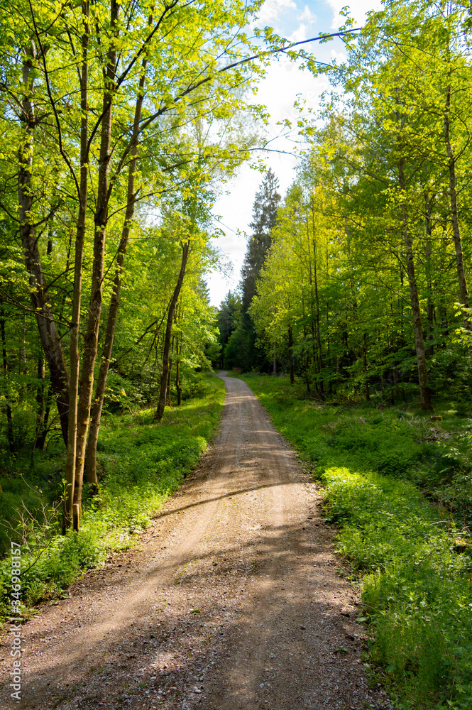 Fototapeta premium forest road