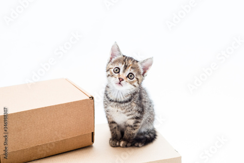 Cute brown striped kitten sits near brown kraft box on white background