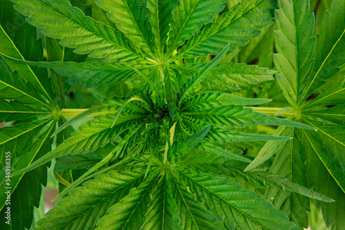 cannabis  marijuana  marihuana  pot  recreational medicinal medical growing grow outdoor garden organic homegrown THC CBD psychoactive pain relief  fun leaf leaves dank skunk 