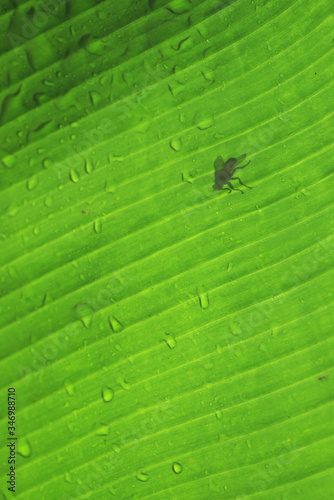 a fly shines through a large green tropical leaf