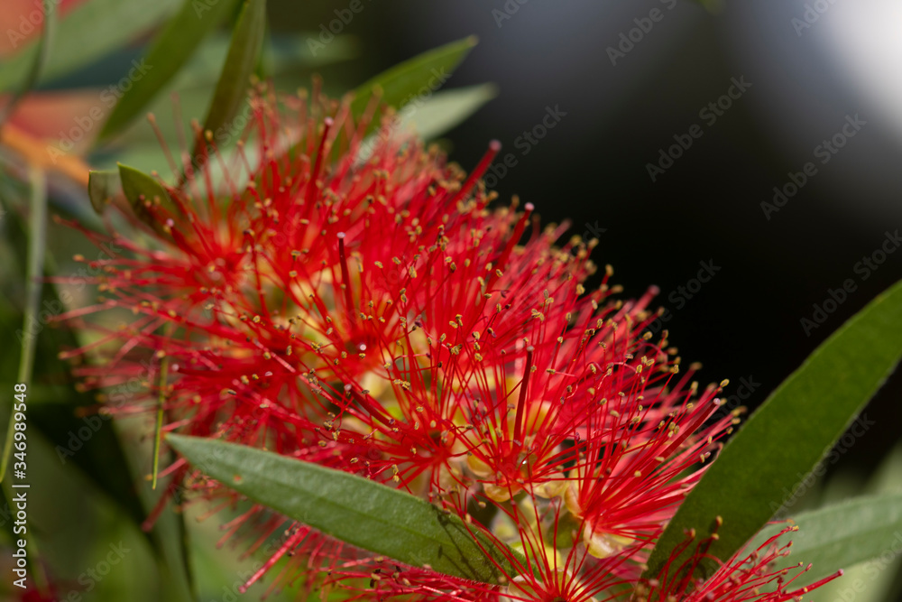 Beautiful red flower of a Weeping Bottlebrush tree, Melaleuca viminalis, a native of Australia Beautiful red flower of a Weeping Bottlebrush tree, Melaleuca viminalis, a native of Australia