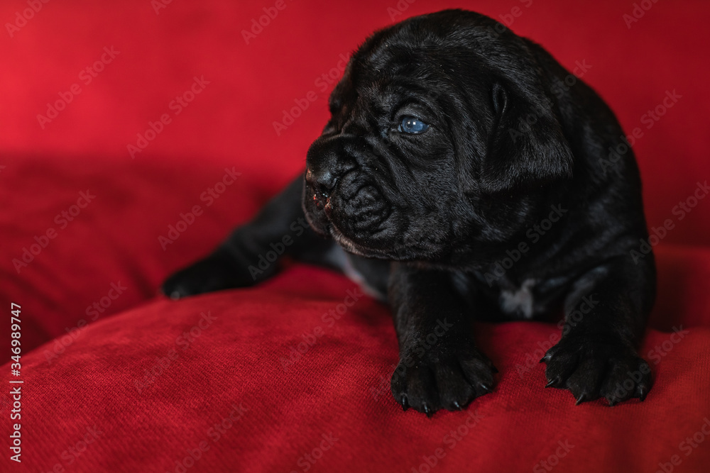 One cute little black puppy of the Italian cane Corso breed . One cute little black puppy of the Italian cane Corso breed .