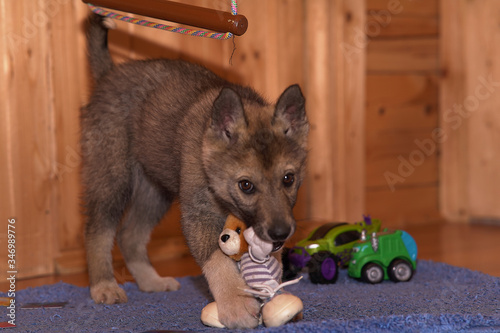 puppy with a toy