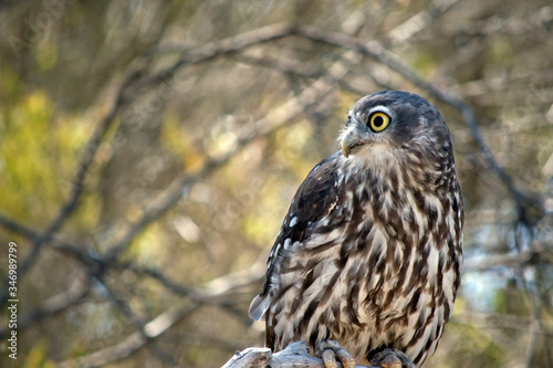 the barking owl is perched in a bush