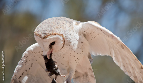 Foto this is a close up of a barn owl