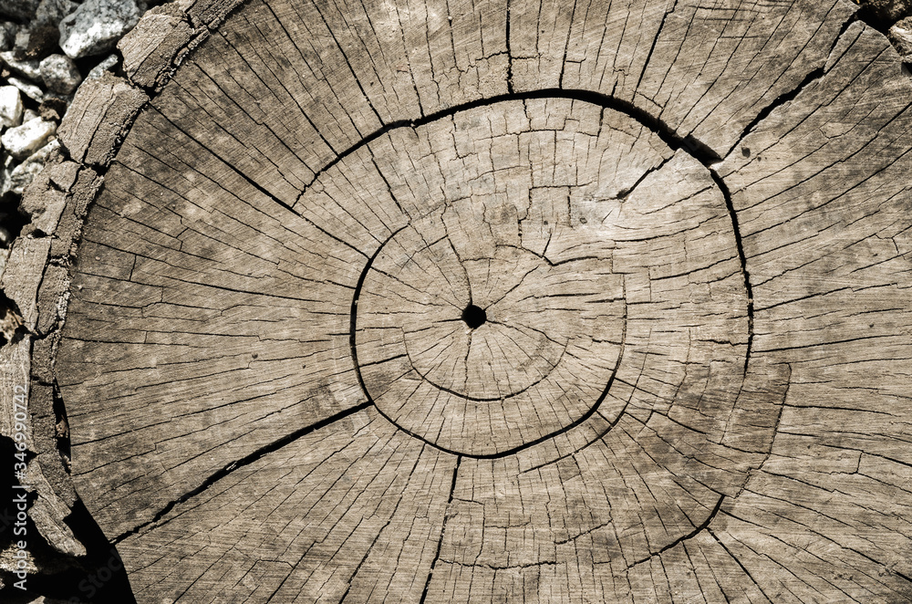 cross section of the tree. wooden background with cracks